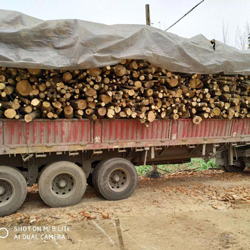 湖北現(xiàn)金收購(gòu)原木,雜木裝車(chē),雜木多少錢(qián)一噸