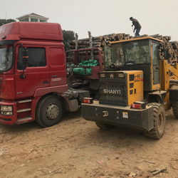 收樹,大量雜木樹木收購,湖北周邊樹木價格