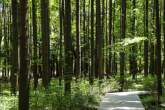杉木種植技術(shù),杉樹(shù)栽培方法